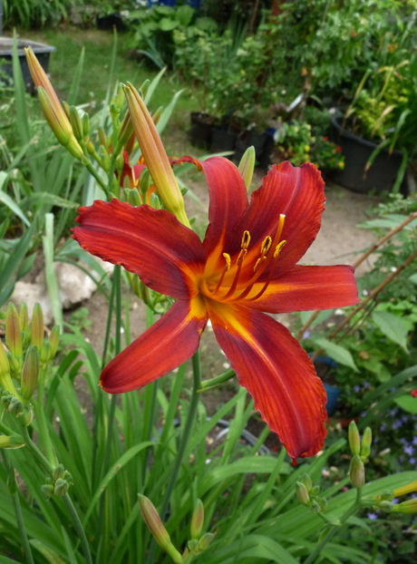  - Hemerocallis
