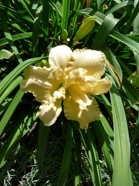  - Hemerocallis