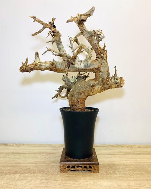 Boswellia neglecta - Vase - aranjamente - accesorii