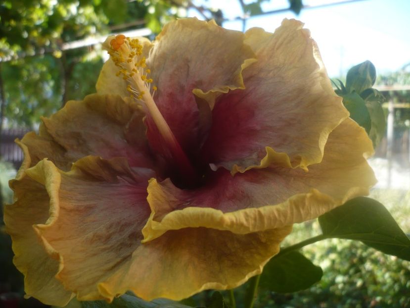 02.09.2020 - HIBISCUSI 2020-3