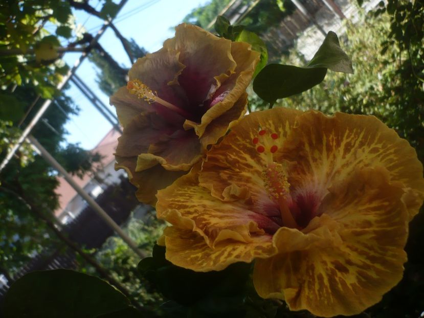 P1460186 - HIBISCUSI 2020-3