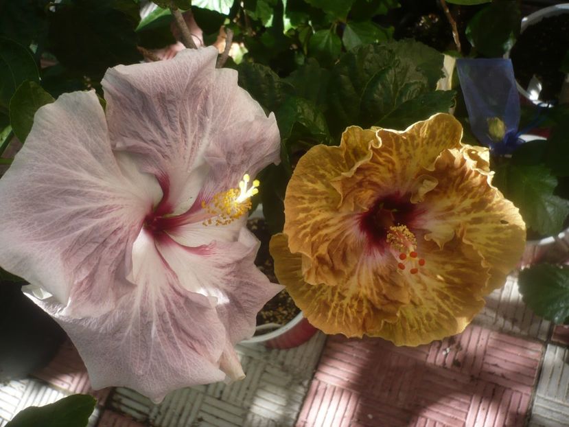 P1460189 - HIBISCUSI 2020-3