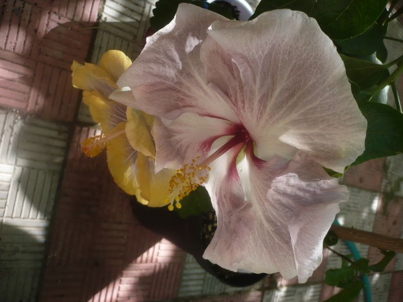 P1460191 - HIBISCUSI 2020-3