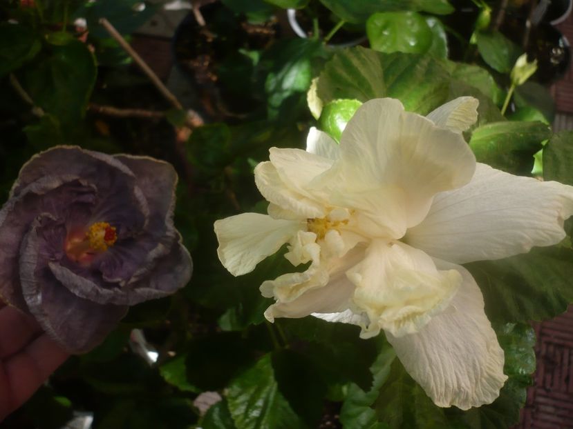 P1460194 - HIBISCUSI 2020-3