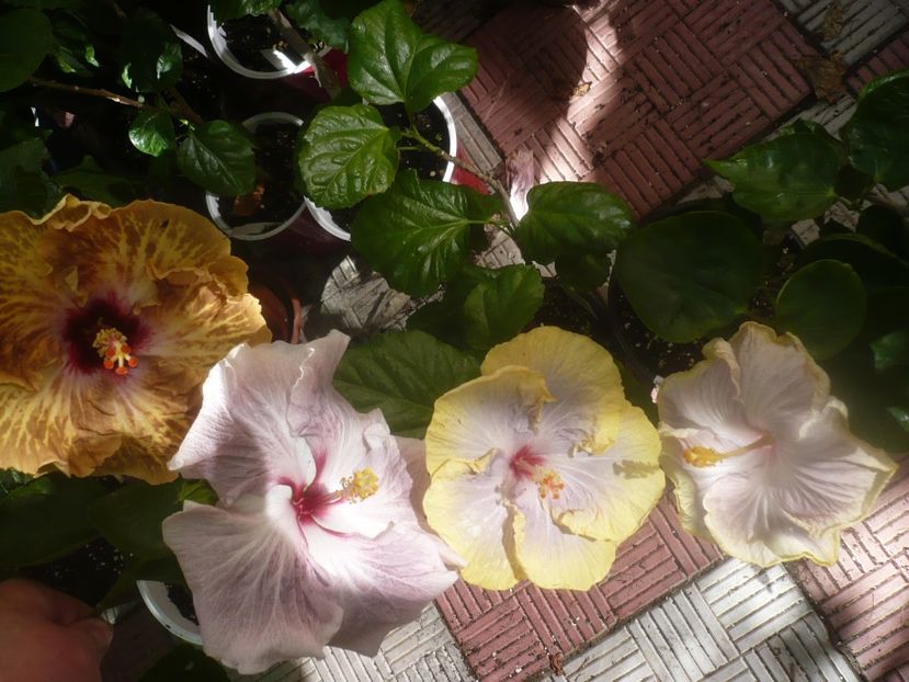 P1460199 - HIBISCUSI 2020-3