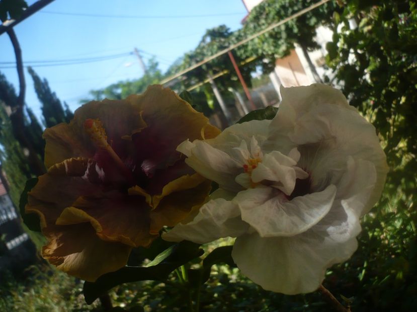 P1460201 - HIBISCUSI 2020-3