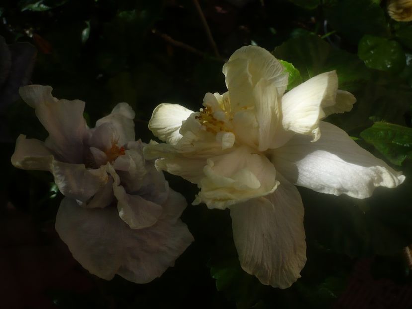 P1460212 - HIBISCUSI 2020-3