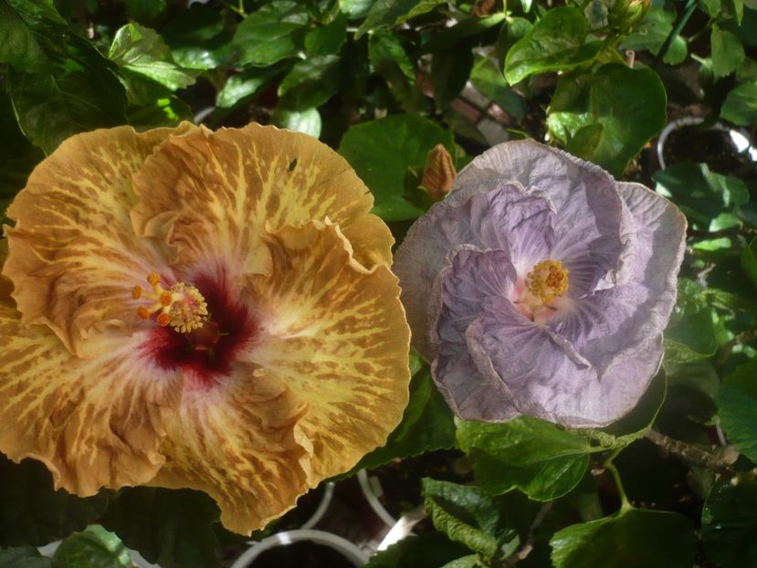 P1460215 - HIBISCUSI 2020-3