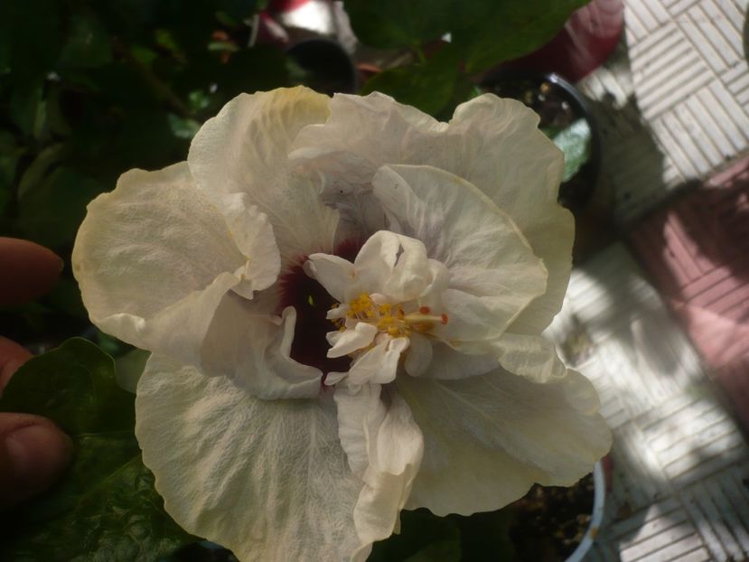 02.09.2020 - Lady Adele