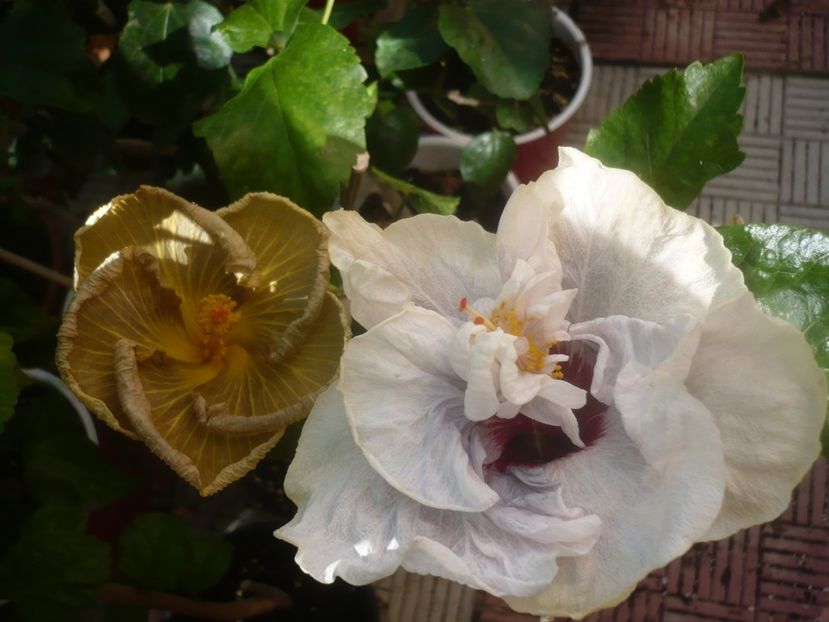 P1460207 - Lady Adele