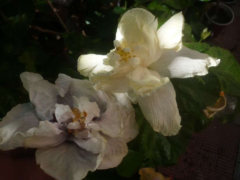 P1460213 - Lady Adele