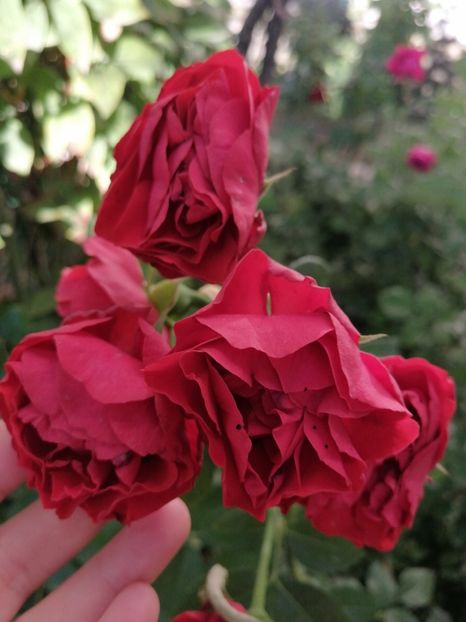  - Trandafiri roșii