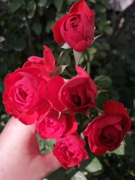  - Trandafiri roșii