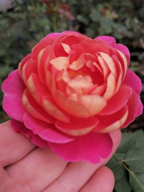  - Trandafiri albi alții saturat și portocalii