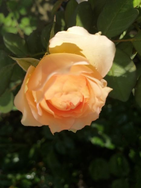  - Trandafiri albi alții saturat și portocalii
