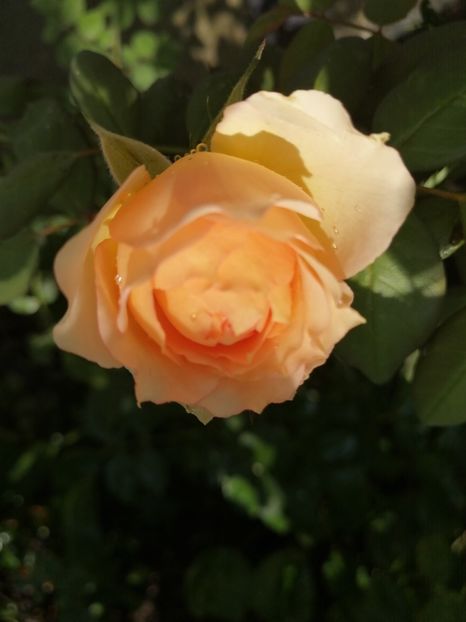  - Trandafiri albi alții saturat și portocalii