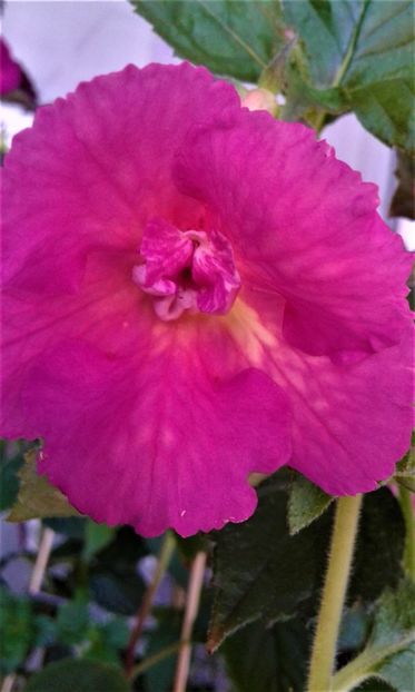  - Achimenes Nia 2020