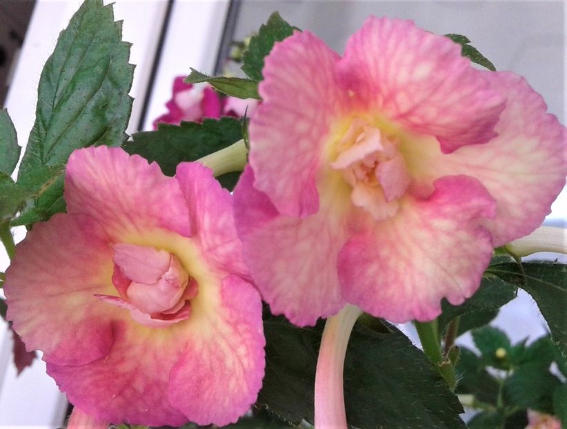  - Achimenes Nia 2020