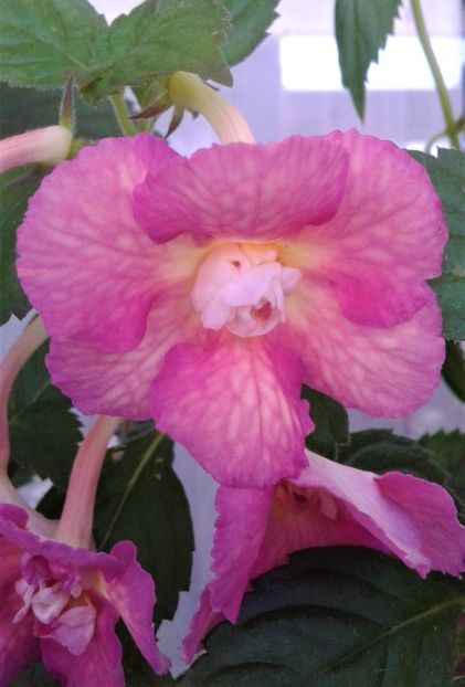  - Achimenes Nia 2020