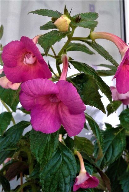  - Achimenes Nia 2020