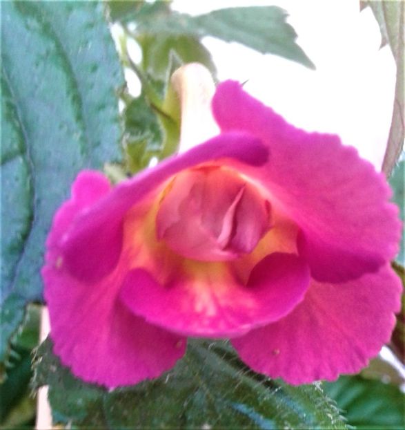  - Achimenes Nia 2020