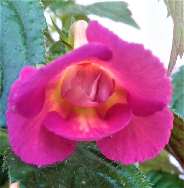  - Achimenes Nia 2020