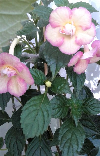  - Achimenes Nia 2020