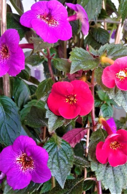  - colectia mea de achimenes 001 2020