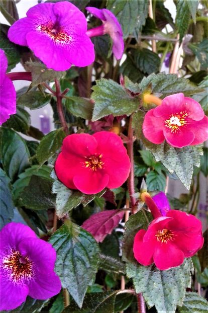  - colectia mea de achimenes 001 2020