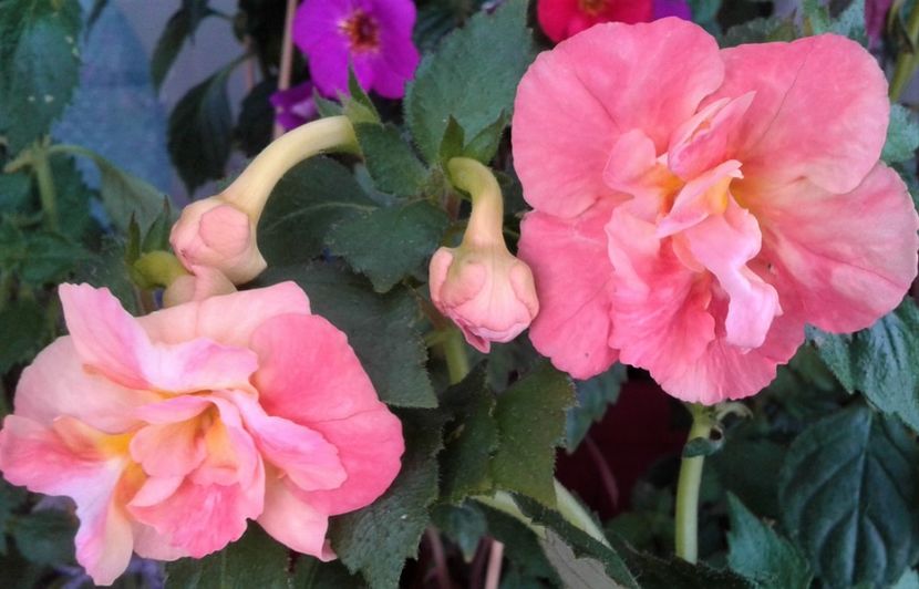  - colectia mea de achimenes 001 2020