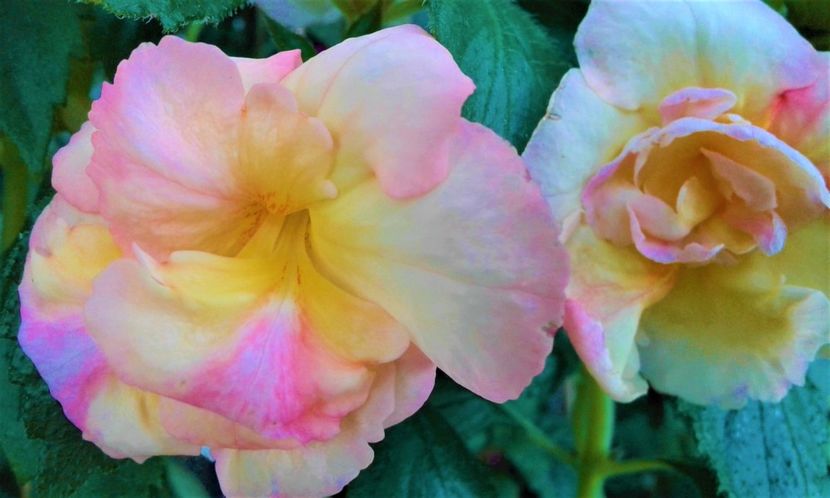  - colectia mea de achimenes 001 2020