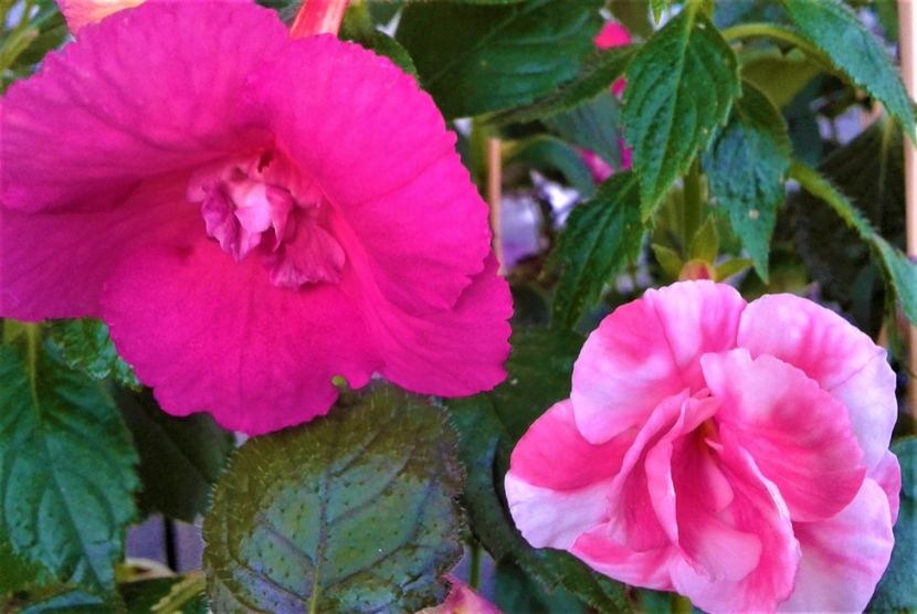  - colectia mea de achimenes 001 2020
