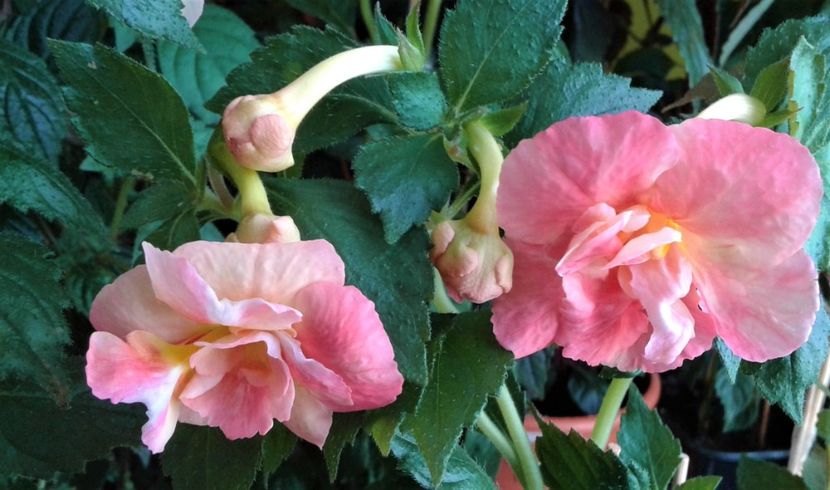  - colectia mea de achimenes 001 2020