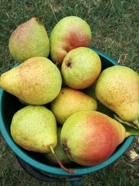 Williams alb - O ALTA PASIUNE