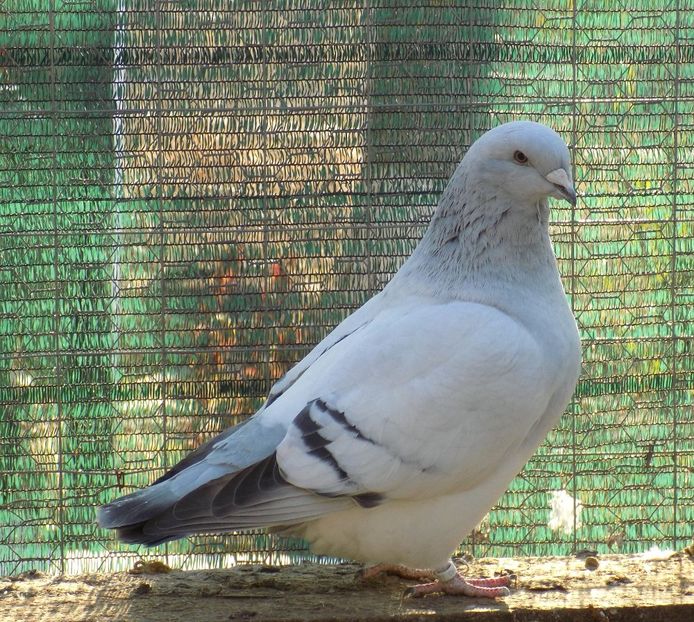 117643086_2634585373522733_1791689238229428111_o - 09- PORUMBEI VRDF