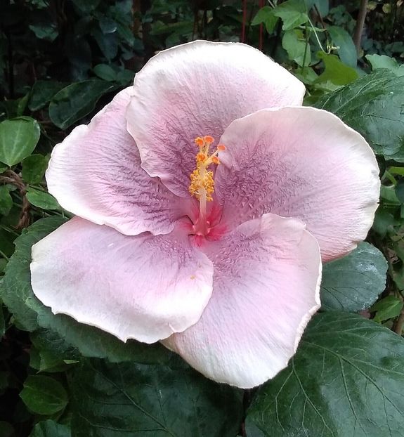  - Hibiscus Tahitian Lavander Mirage