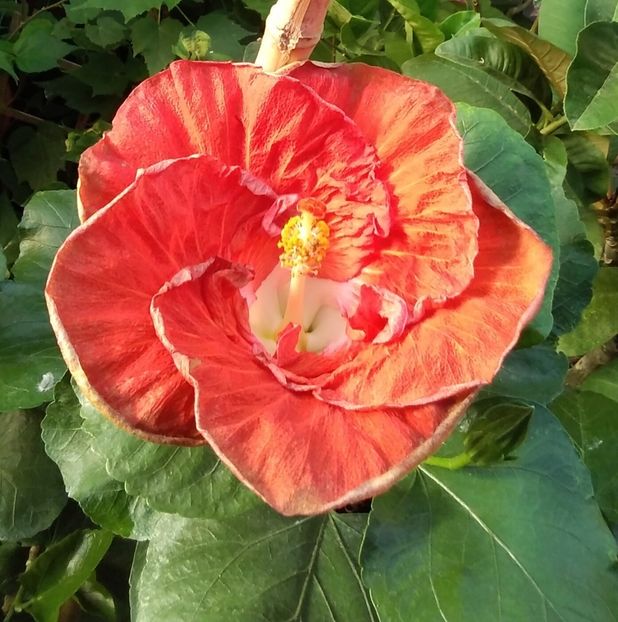  - Hibiscus Hot Ticket