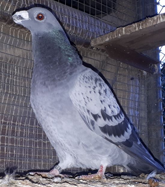 Femela 2020 - dragoon2020