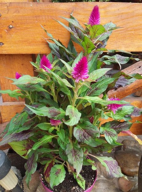 celosia - 2020 flori de camera
