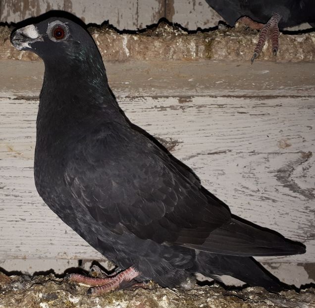 Femela 2020 - dragoon2020