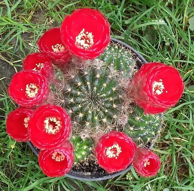  - Cactusi și suculente