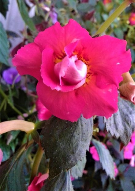  - achimenes 007 iem1985 2020
