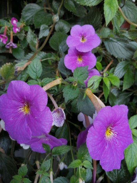  - Achimenes 2 septembrie 2020