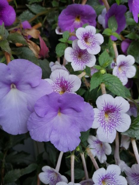  - Achimenes 2 septembrie 2020