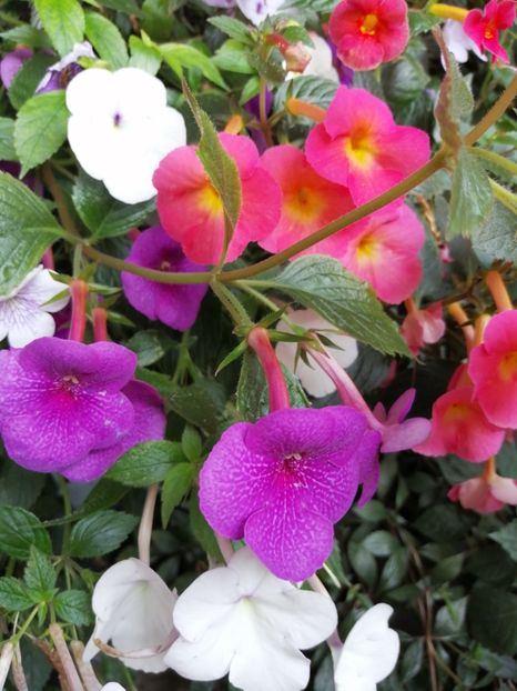  - Achimenes 2 septembrie 2020