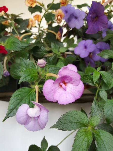  - Achimenes 2 septembrie 2020