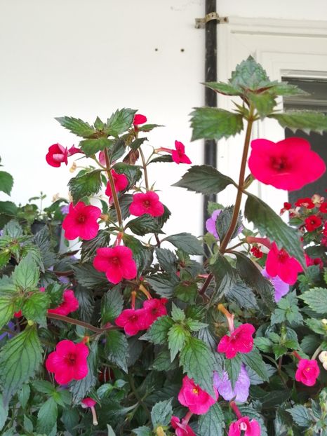  - Achimenes 2 septembrie 2020