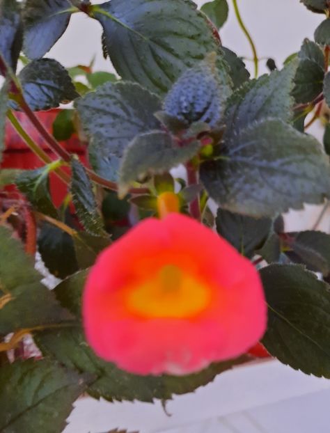 20200903_073907~2 - Peach cascade