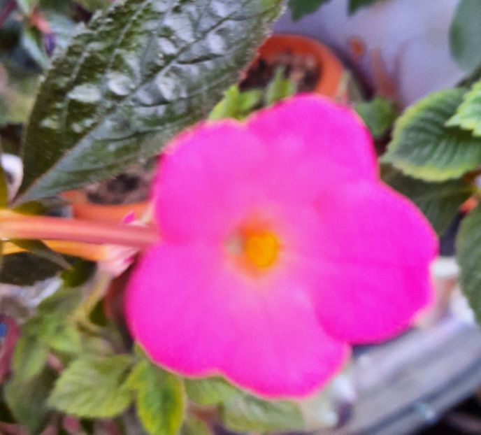 20200903_073804~2 - Charme-pierdut