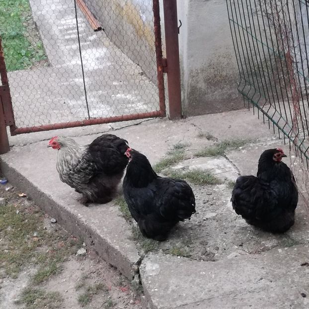  - Conchinchina pitic